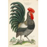 [Birds]. Frisch, Johann Leonhard. *An Introduction to the Birds of Germany*… Berlin 1733–1763.