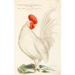 [Birds]. Frisch, Johann Leonhard. *An Introduction to the Birds of Germany*… Berlin 1733–1763.