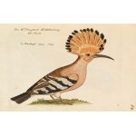 [Birds]. Frisch, Johann Leonhard. *An Introduction to the Birds of Germany*… Berlin 1733–1763.