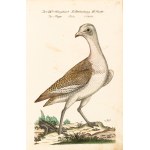 [Birds]. Frisch, Johann Leonhard. *An Introduction to the Birds of Germany*… Berlin 1733–1763.