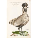 [Birds]. Frisch, Johann Leonhard. *An Introduction to the Birds of Germany*… Berlin 1733–1763.