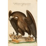 [Birds]. Frisch, Johann Leonhard. *An Introduction to the Birds of Germany*… Berlin 1733–1763.