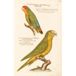 [Birds]. Frisch, Johann Leonhard. *An Introduction to the Birds of Germany*… Berlin 1733–1763.