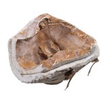 Józef Piłsudski (1867–1935), Marshal of Poland — A plaster mold used to create a posthumous mask.