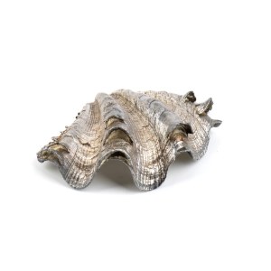 FEDERICO BUCCELLATI, Natural Marine Shell Mounted in Silver Italy, 20th century