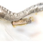 FEDERICO BUCCELLATI, Natural Marine Shell Mounted in Silver Italy, 20th century