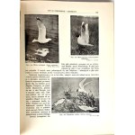 BREHM—THE LIFE OF ANIMALS, Vols. I–II [complete set] PUBLISHING FORMAT: Color plates, illustrations