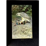 BREHM—THE LIFE OF ANIMALS, Vols. I–II [complete set] PUBLISHING FORMAT: Color plates, illustrations