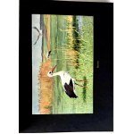BREHM—THE LIFE OF ANIMALS, Vols. I–II [complete set] PUBLISHING FORMAT: Color plates, illustrations