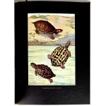 BREHM—THE LIFE OF ANIMALS, Vols. I–II [complete set] PUBLISHING FORMAT: Color plates, illustrations