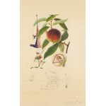 Salvador Dalí (1904, Figueres – 1989, Figueres), "The Penitent Peach" ("Pecher Penitent") from the "Flordali" series, 1969
