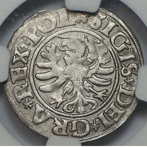 Sigismund I the Old, Szeląg, 1531, Gdańsk, NGC XF details