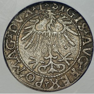 Sigismund II. August, Halbgroschen, Vilnius 1557, GCN XF 45