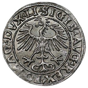 Sigismund II Augustus, Half-groschen, 1555, Vilnius - LI/LITVA