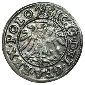 Zygmunt I Stary, Szeląg 1539, Gdańsk