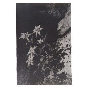 Stefan BURNATOWICZ (1910–1996), Alpine Edelweiss