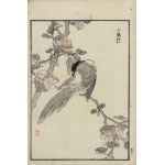 Kôno Bairei, Blue Jay (from the series “Bairei hyakuchō gafu,” 1881)