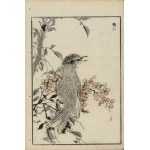 Kôno Bairei, Bilbil (from the series “Bairei hyakuchō gafu,” 1881)