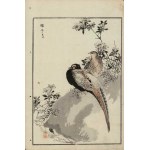 Kono Bairei, Pheasants (from the series “Bairei hyakuchō gafu,” 1881)
