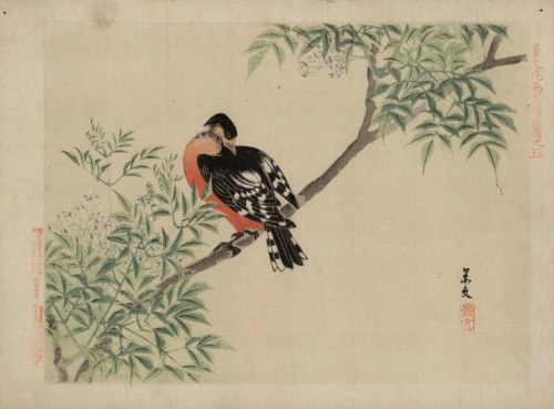Matsumura Keibun wg, Dzięcioł(z cyklu „Keibun Kachō Gafu”, Osaka 1892)