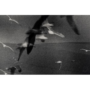 Mario Giacomelli, Mario Giacomelli (1925–2000) — Untitled (Birds), 1980s/1990s