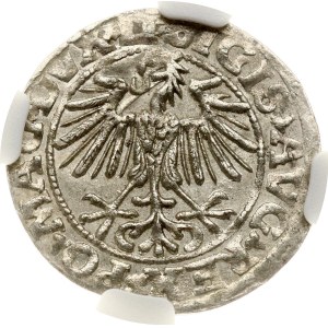 Lituania Polgrosz 1549 Vilnius NGC MS 64