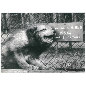 SKOLIMÓW (Piaseczno County). Fox farm, 1966.