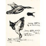 Ludwik MACIĄG (1920-2007), Kaczki