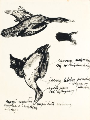Ludwik MACIĄG (1920-2007), Kaczki