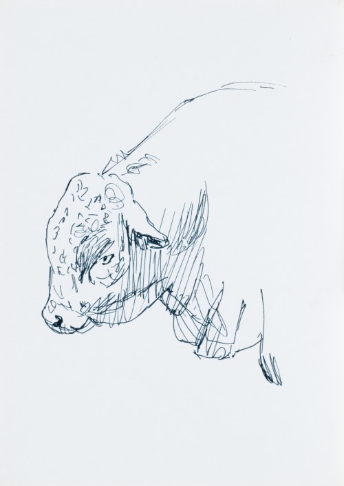 Ludwik MACIĄG (1920-2007), Głowa byka
