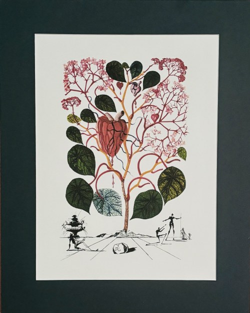 Salvador Dali (1904-1989), Le Begonia z cyklu Flordali (znany również jako Flora Dalinae lub Fleurs Surréalistes), 1979