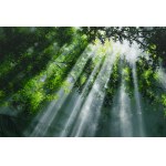 Beata Mura (b. 1985, Jastrzębie Zdrój), Breath of the Forest XL, 2026