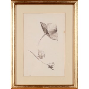 Artist UNKNOWN (19th century), Botanical drawing, 19th century