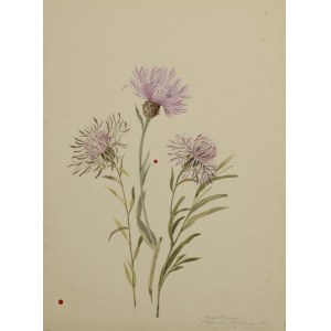 Unknown artist, 19th century, Scabious (Centaurea scabiosa)