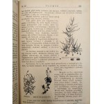 Płomyk – Ilustrovaný týždenník pre deti a mládež, 2. polrok školského roka 1927/8