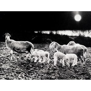 Mario Giacomelli, Mario Giacomelli (1925–2000) – La buona terra, 1964/1966