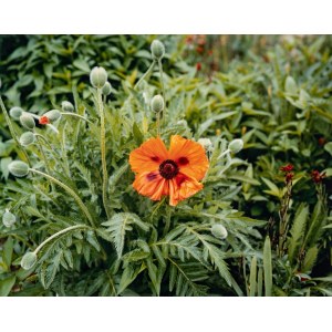 Stephen Shore, Stephen Shore (1947) - Giverny #18, 2002