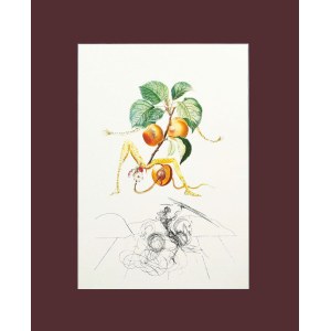 Salvador Dalí (1904–1989), „Apricot Knight“ (Aprikosenritter) aus der Serie: „Flors Dali“ (Früchte)