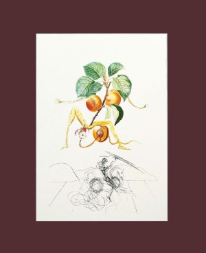 Salvador Dalí (1904 - 1989), Apricot Knight (Rycerz moreli) z Serii: Flors Dali (Owoce)