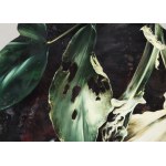 Ewa Juszkiewicz (b. 1984), Untitled 49, 2017