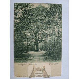 Głubczyce, Leobschutz, municipal forest, ca. 1900