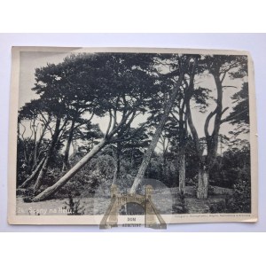 Hel, pine trees, drawing, ca. 1935
