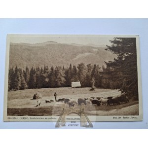 Rabka, Gorce Mountains, sheep grazing and a shepherd's hut, ca. 1935