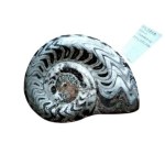 Polished Ammonite Fossil - "Cabinet de Curiosités" Collector