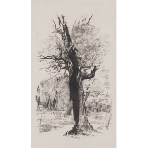 Leon Wyczółkowski (1852, Huta Miastkowska – 1936, Warsaw), “A Dead Oak Against a Forest Background,” Plate 14 from “Lithuanian Portfolio: 25 Autolithographs and Autoalgrafies,” 1907