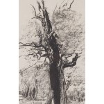 Leon Wyczółkowski (1852, Huta Miastkowska – 1936, Warsaw), “A Dead Oak Against a Forest Background,” Plate 14 from “Lithuanian Portfolio: 25 Autolithographs and Autoalgrafies,” 1907