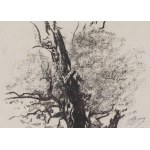 Leon Wyczółkowski (1852, Huta Miastkowska – 1936, Warsaw), “A Dead Oak Against a Forest Background,” Plate 14 from “Lithuanian Portfolio: 25 Autolithographs and Autoalgrafies,” 1907