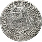 Gdańsk, grosz pruski Alberta 1541 z KONTRMARKĄ GDAŃSKA z roku 1577, RZADKOŚĆ