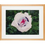 Małgorzata Markiewicz (geb. 1979), Ohne Titel aus der Serie „Blumen“, 2007