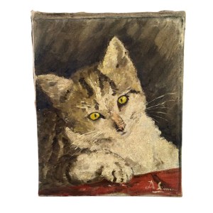 ANONIMO, kitten